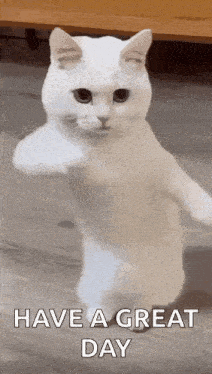 Dancing Cat